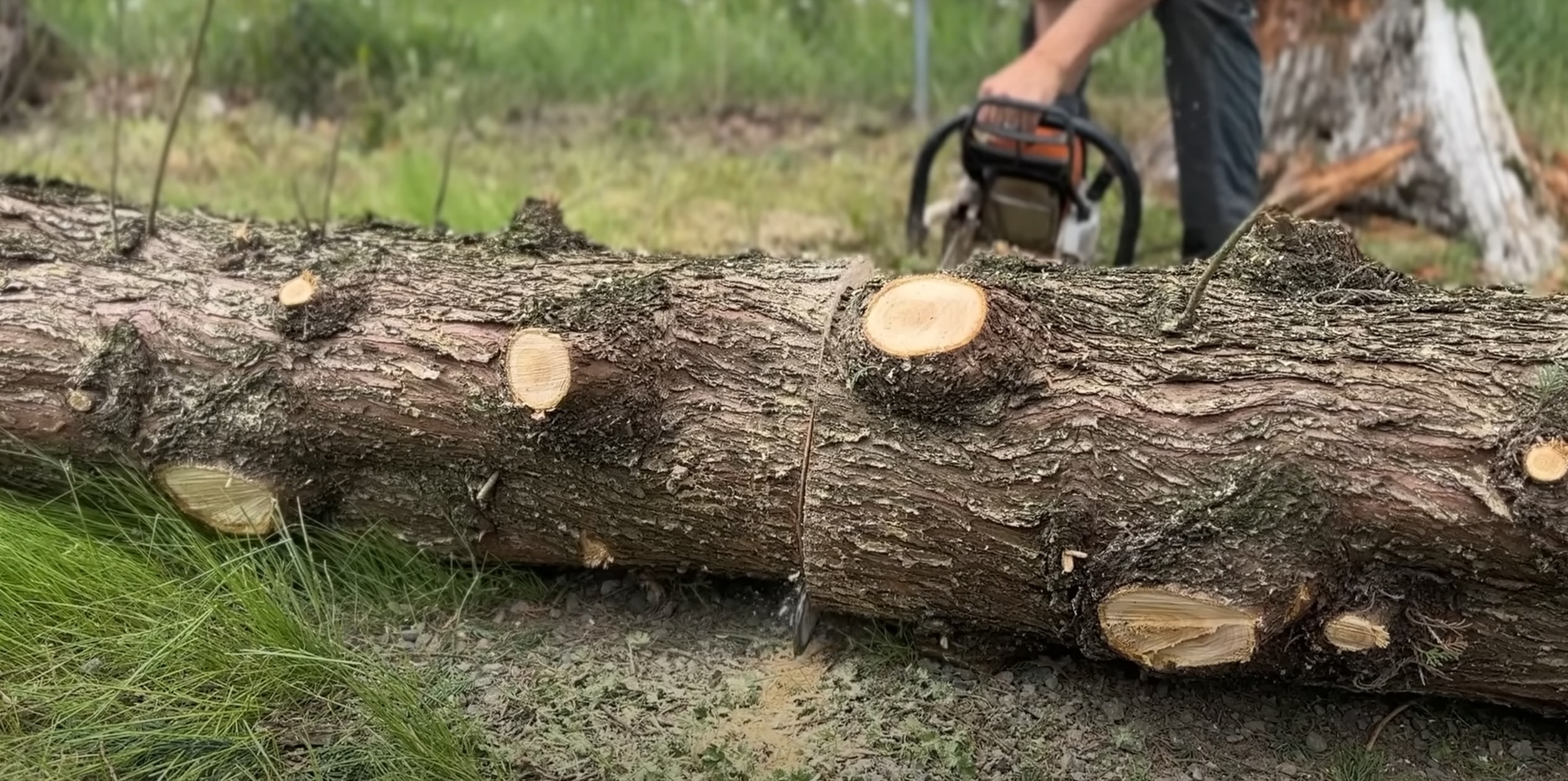 Stump Grinding & Removal